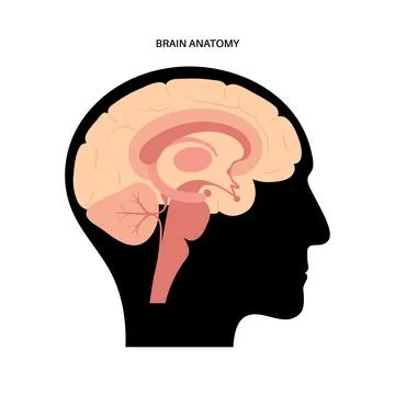 Brain anatomy concept 스톡 일러스트
