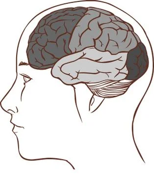 Brain anatomy diagram with sectioned in different colours and named Stock Illustration