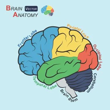Brain anatomy ( Flat design )  ( Frontal lobe , Temporal Lobe , Parietal Lobe Illustrazione stock