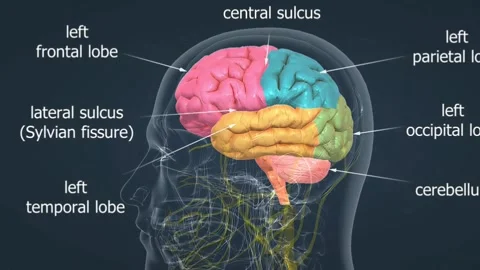 Brain anatomy 스톡 동영상 263151839