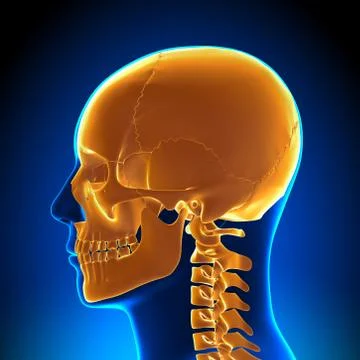 Brain Anatomy - Highlighted Skull 스톡 일러스트