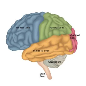 Brain anatomy. Human brain lateral view. Stock Illustration