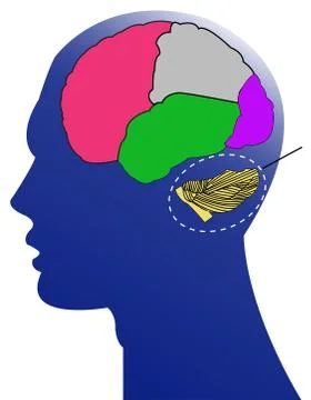 Brain anatomy 库存插图