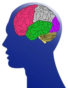 Brain anatomy Illustrazione stock