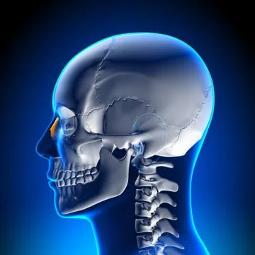 Brain Anatomy - Nasal Bone 스톡 일러스트