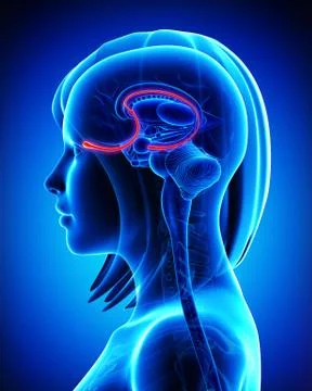 Brain anatomy olfactory bulb Illustrazione stock