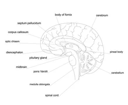 Brain anatomy outline Stock Illustration