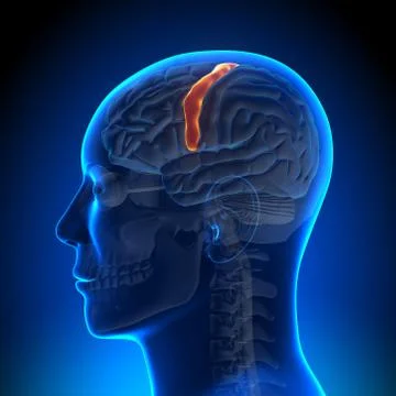 Brain Anatomy - Sensorimotor area 스톡 일러스트