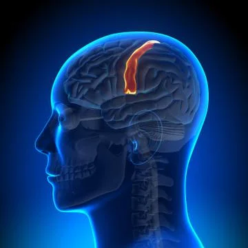 Brain Anatomy - Sensorimotor area 스톡 일러스트