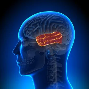 Brain Anatomy - Temporal lobe Stock-Illustration