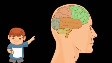 Brain Anatomy  - Vector Cartoon - Black Background - boy Stock Footage 60252799
