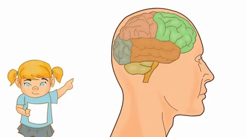 Brain Anatomy  - Vector Cartoon - White Background - girl Stock Footage 60248692