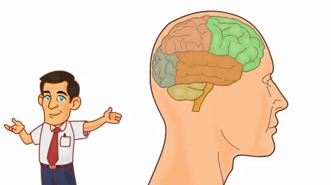 Brain Anatomy  - Vector Cartoon - White Background - professor Stock Footage 60248716