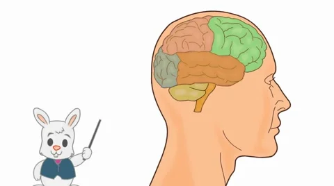 Brain Anatomy  - Vector Cartoon - White Background - rabbit Stock Footage 60248720