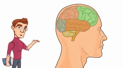 Brain Anatomy  - Vector Cartoon - White Background - student Stock Footage 60248725