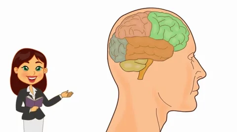 Brain Anatomy  - Vector Cartoon - White Background - teacher Stock Footage 60248756