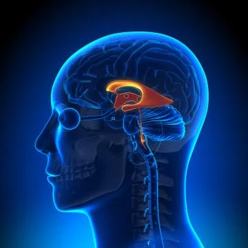 Brain Anatomy - Ventricles Stock-Illustration