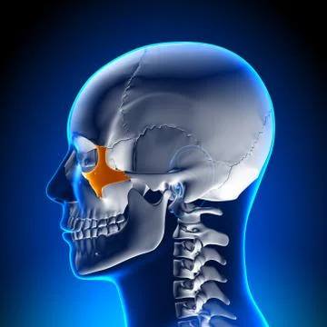 Brain Anatomy - Zygomatic bone 스톡 일러스트
