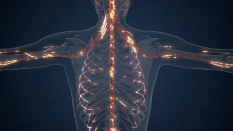 Brain and Body Connected by Nerve Signals Stock Footage 286860574