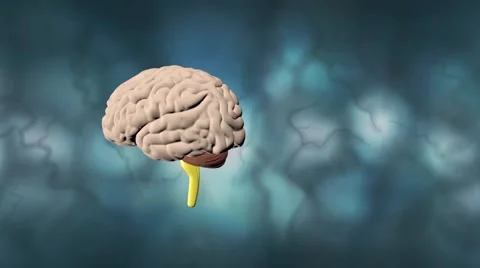 Brain and Cerebellum clear Vídeos de archivo 46983133