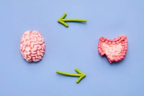 Brain and gut communicating through the gut-brain axis Stock Photos