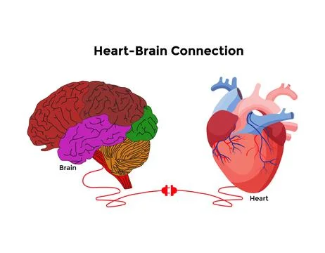 Brain and Heart interactions concept best teamwork Stock Illustration