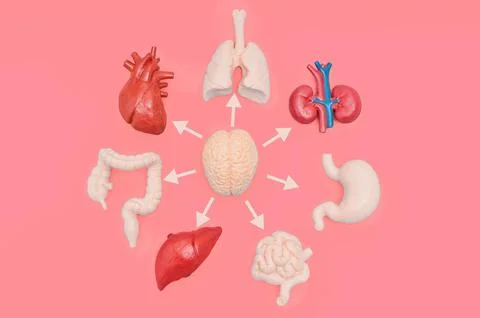 Brain and Human Organs Model with Arrows in Circle Stockfoto's