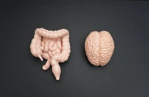 Brain and Intestinal Models on Dark Background Stock Photos