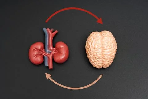 Brain and Kidney Model Connected with Circular Arrows on Black Background Stock Photos