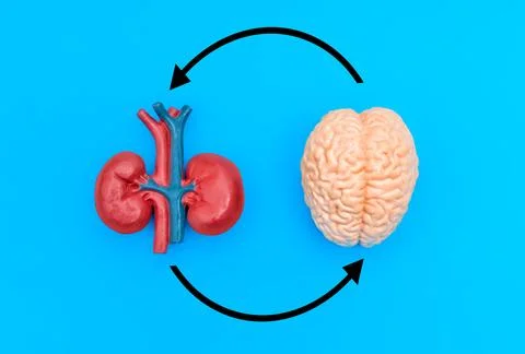 Brain and Kidney Model Connected with Circular Arrows on Blue Background Foto stock