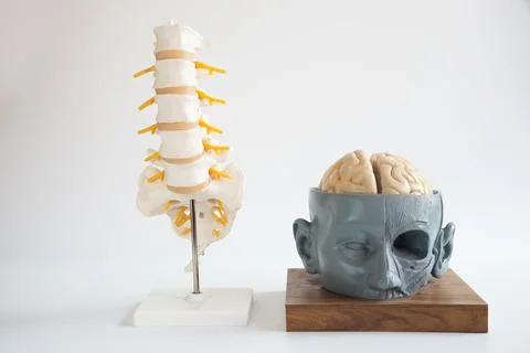 Brain and lumbar spine model on white background Stock Photos