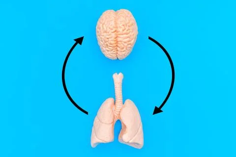 Brain and Lungs Interconnected with Circular Arrows on Blue Stock Photos