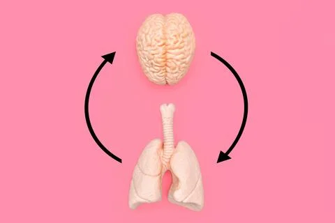 Brain and Lungs Interconnected with Circular Arrows on Pink Stockfoto's