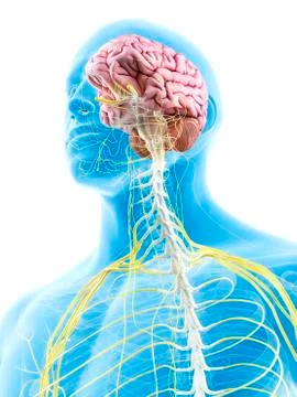 Brain and nerves, artwork Stock Illustration