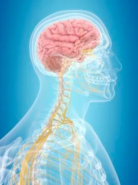 Brain and nerves, artwork Stock Illustration