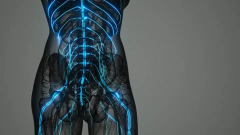 Brain and nervous system of human 動画素材 150516444