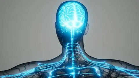 Brain and nervous system of human brain and nervous system of human Copyri... Stock Photos