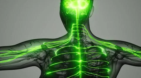 Brain and nervous system of human brain and nervous system of human Copyri... Stock Photos