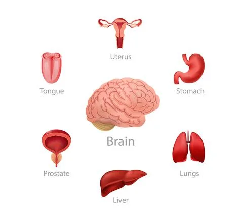Brain and organs controlled by it illustration. Physiological regulation liver Stock Illustration