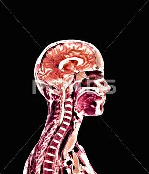 Brain and spinal cord Stock Illustration