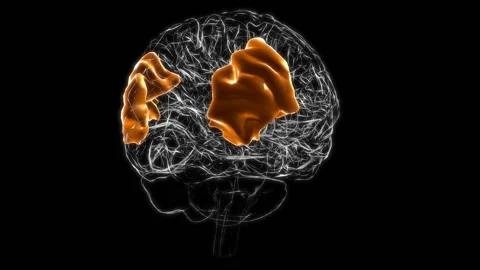 Brain angular gyrus Anatomy For Medical Concept 3D animation Video stock 168564479