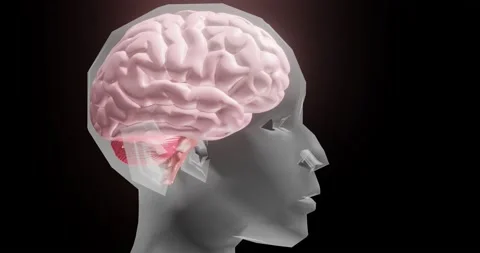 Brain animated Stock Footage 136448800