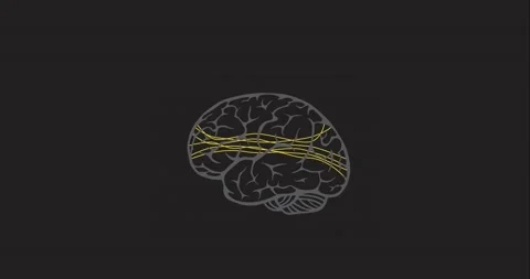 Brain Animation Stock Footage 144112541