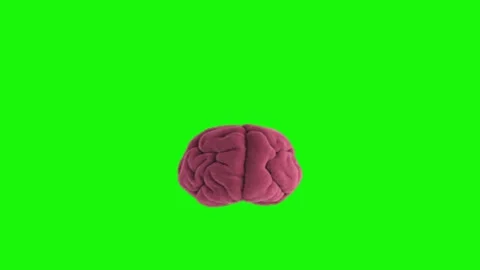 Brain animation on green screen Stock Footage 335257519
