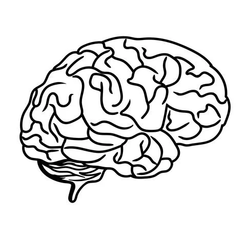 Brain black line drawing Stock-Illustration