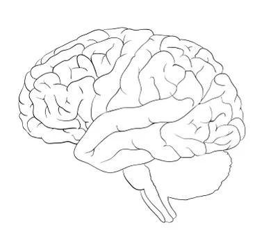 Brain cartoon  outline vector symbol icon design. Beautiful illustration isol Illustrazione stock