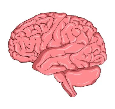Brain cartoon  vector symbol icon design. Beautiful illustration isolated on  Stock Illustration