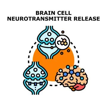 Brain cell neurotransmitter release and synapse communication process Stock Illustration