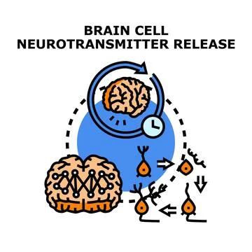Brain cell neurotransmitter release process illustration Stock Illustration