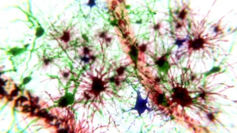 Brain cells and capillaries, animation Stock Footage 75604986